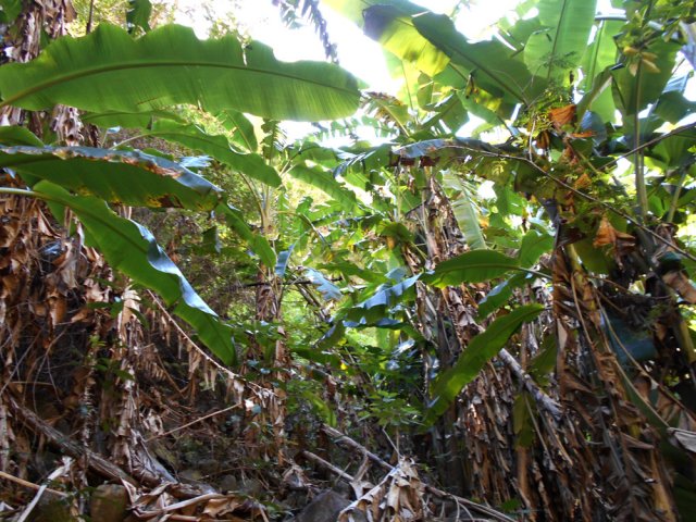 Les îlets ont disparu mais les arbres fruitiers et les bananiers subsistent