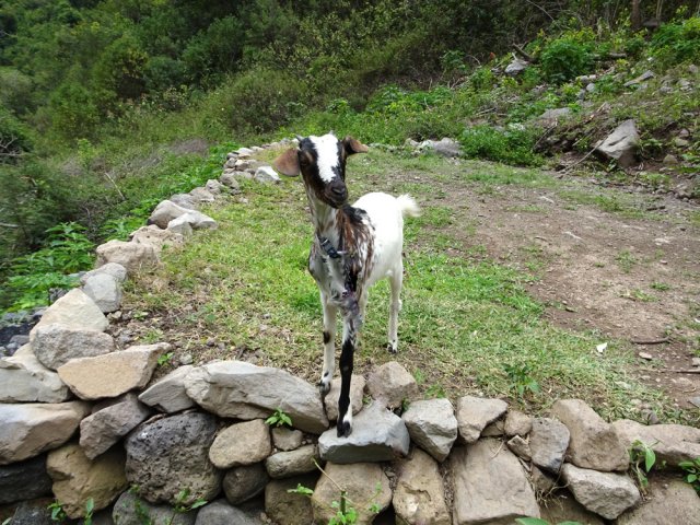 Les bêlements avertissent les habitants des lieux de l'arrivée des randonneurs