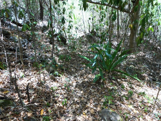 Le sentier se poursuit vers l'est et traverse l'îlet Patates