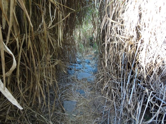 Les cannes fourragères créent un tunnel végétal dans lequel chemine le sentier