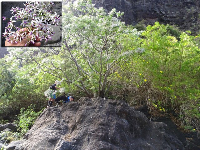 Un pied de lilas de Perse, très odorant déjà 100 m avant de le voir
