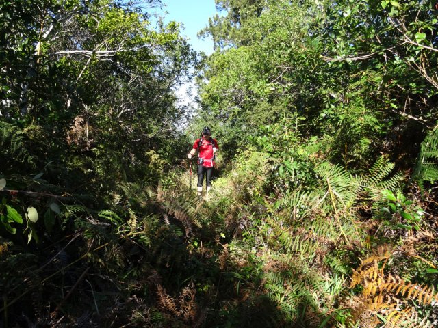Le début du sentier en ligne de crête comporte des fougères