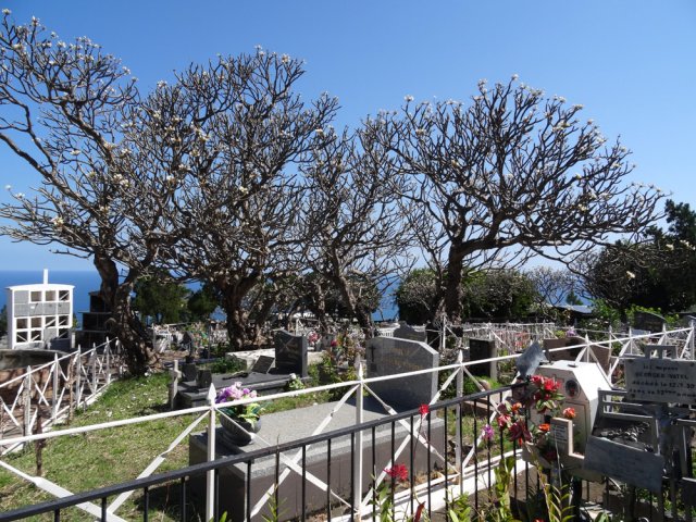 Seuls les frangipaniers méritent la traversée du cimetière