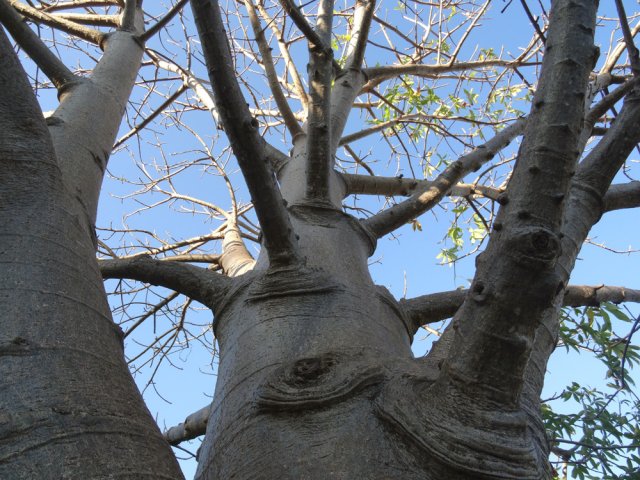Le jeune baobab du Bois de Nèfles Cadet