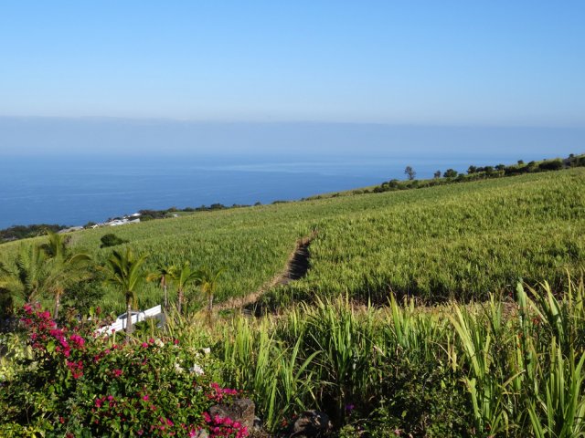 Immenses champs de canne jusqu'à l'Eglise Requin
