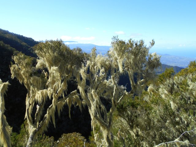 L'humidité du lieu est favorable aux barbes de Jupiter