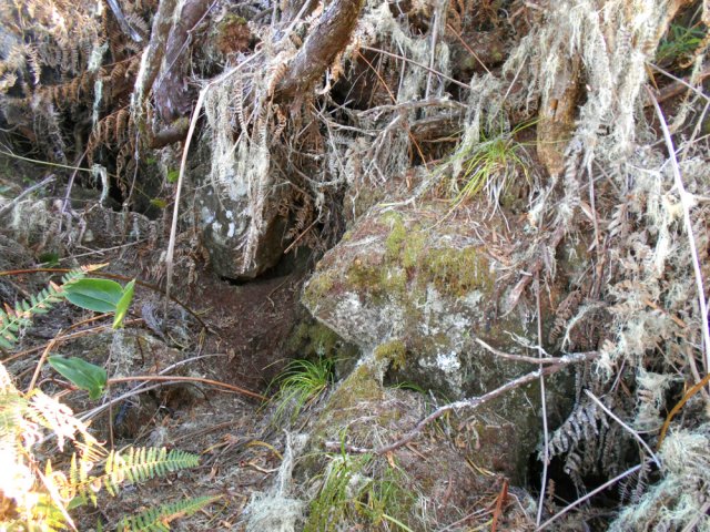 Les tangues, même en montant au plus haut, payent un lourd tribu