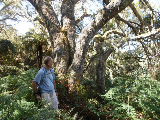 Quand le terrain s'assagit, on rencontre de magnifiques tamarins des Hauts