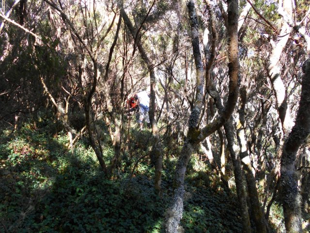 De jeunes tamarinaies envahies de fraises péi