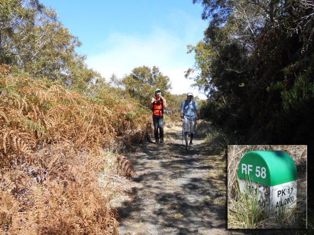 Balade d'agrément sur la Route Forestière 58 bordée de fougères