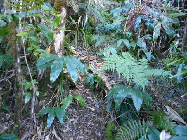 Le sentier qui remonte plus haut est discret mais se suit facilement