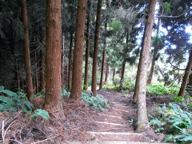 Quelques portions de bois de cryptomerias pour une descente ombragée