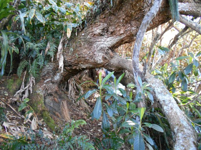 Par-ci, par-là, quelques tamarins des Hauts