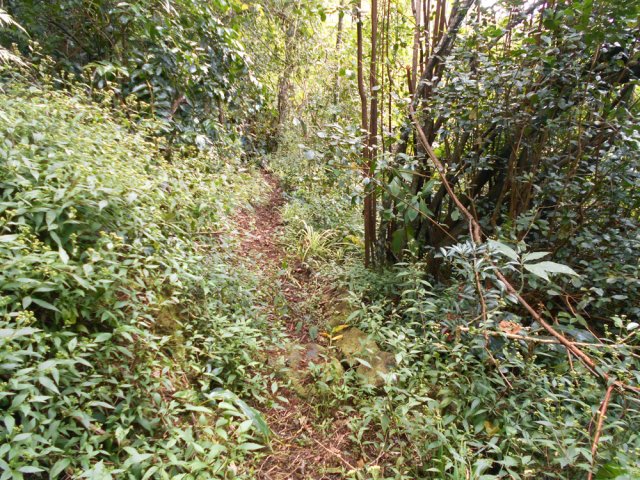 Ici, ce sont les jouvences qui bordent le sentier
