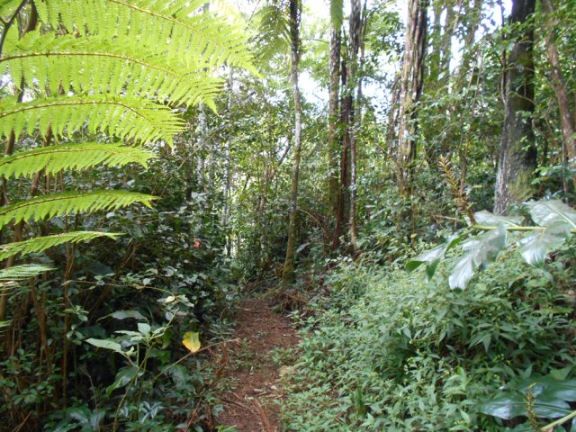 Les goyaviers font également leur apparition