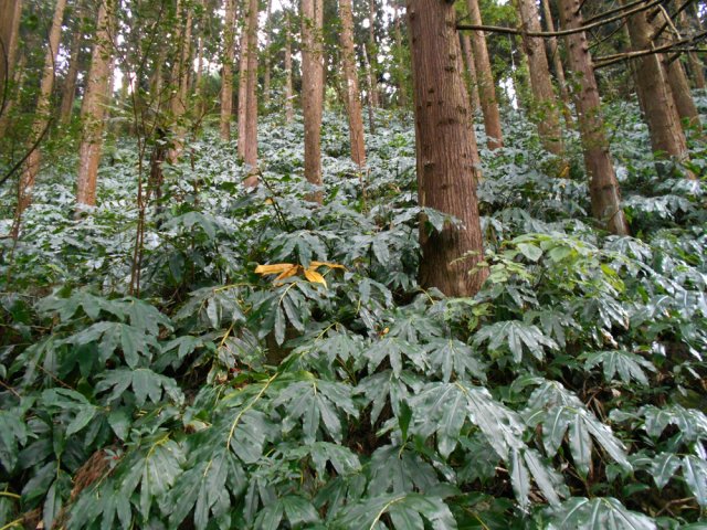 Un crochet du sentier mène près du versant couvert de cryptomerias