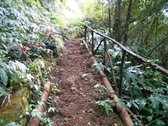 Les bois Noël dépassent encore mais pour combien de temps ?