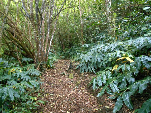 Certaines portions du sentier sont encore en très bon état