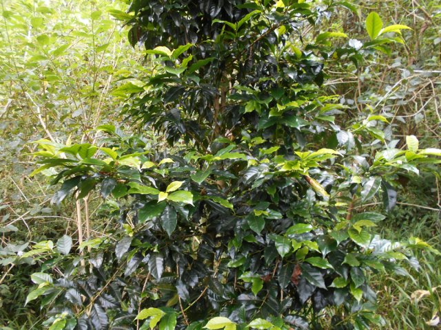 Un pied de thé reste sans doute d'une ancienne culture