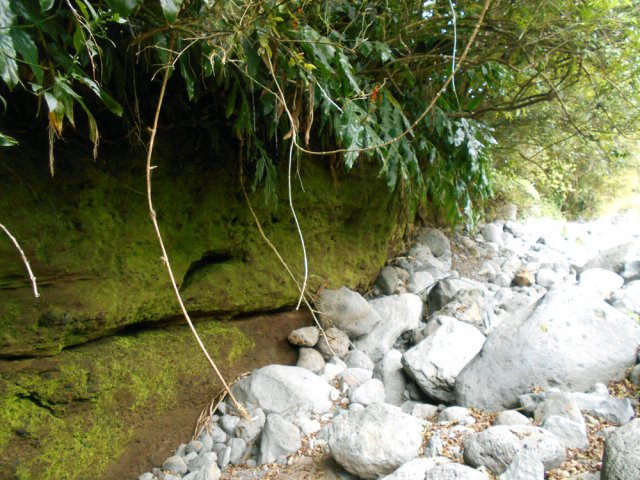 Dans une courbe, la terre creusée s'est recouverte de mousse