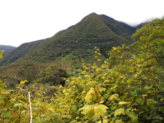 La vigne marronne a pris possession de la région avec les longoses