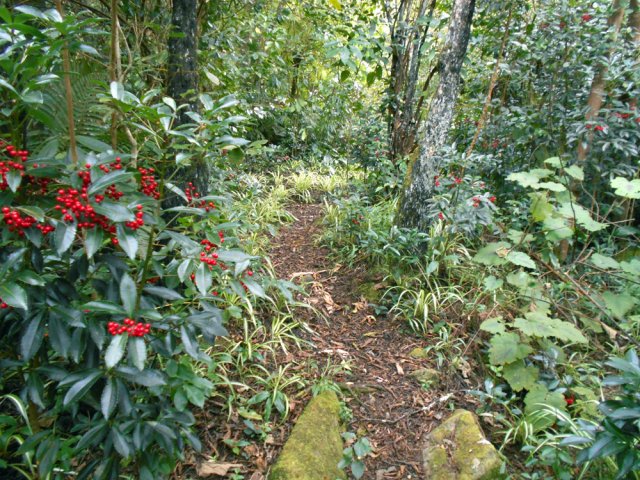 De beaux pieds de bois Noël bordent le sentier