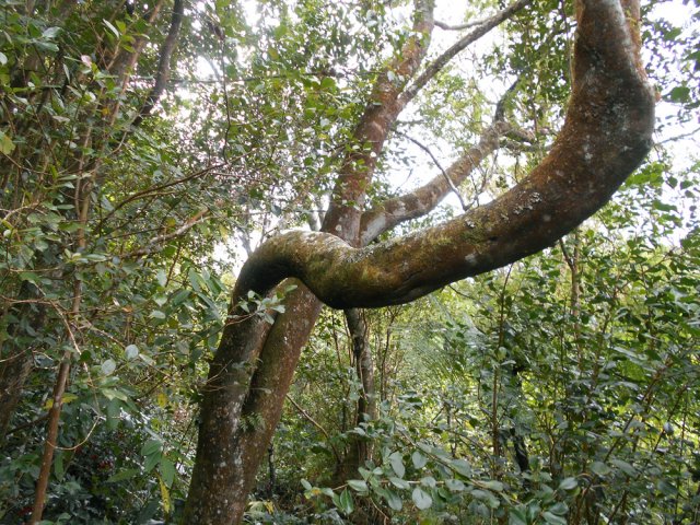 Peu d'arbres caractéristiques mais un plus tortueux que les autres