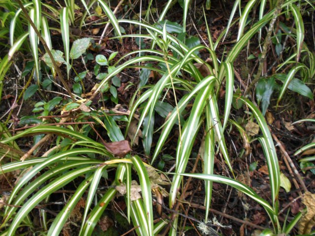 Ces classiques plantes vertes, plantées un peu partout, périront sous les longoses