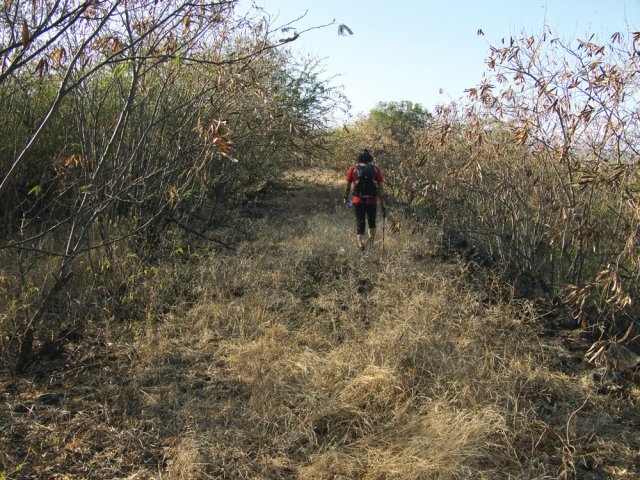 Toute la région est recouverte d'épineux