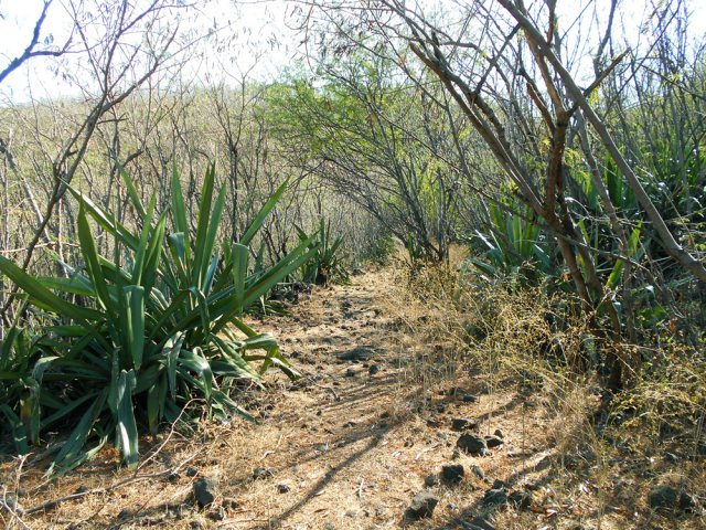Les chocas tentent de détrôner les épineux mais ce sera difficile