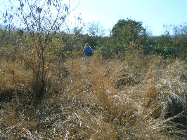 Les hautes herbes prennent le relais