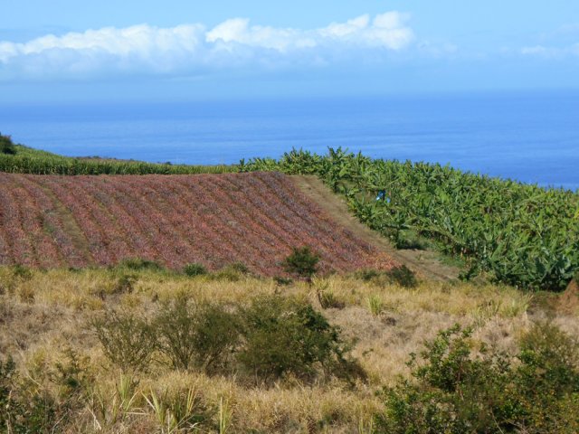 Contraste de couleurs entre la savane, les ananas et les bananiers