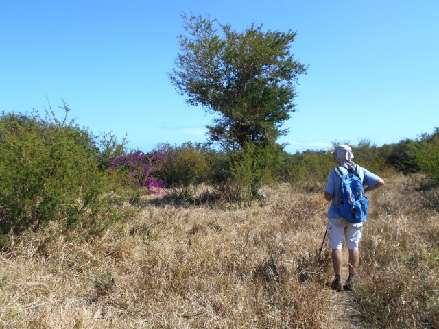 Un arbre esseulé et un buisson de bougainvillée dans la savane de Fond de Puits