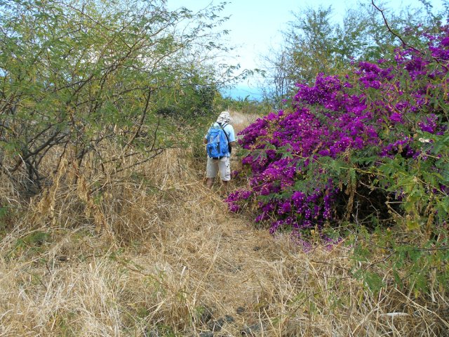 On rencontre plusieurs fois ces massifs de bougainvillées abandonnés