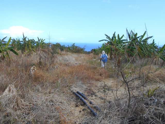 Même avec beaucoup d'eau, les bananiers souffrent du climat
