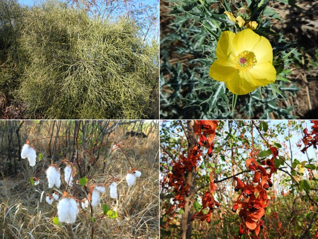 De belles plantes dont quelques pieds de coton