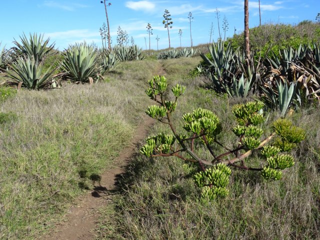 Les chocas l'emportent sur les autres plantes