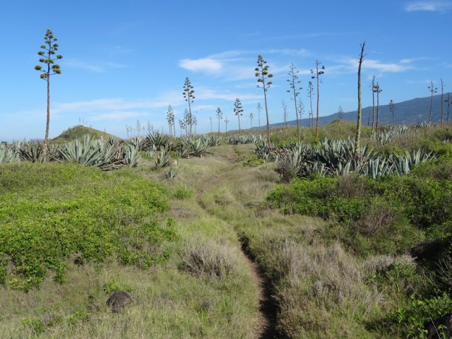 Une idée de la végétation, piquante et inextricable