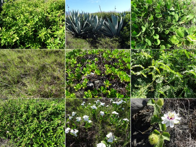 Si ces plantes venaient à disparaître, ce serrait le désert