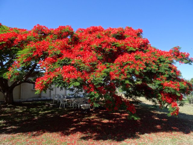 Les beaux flamboyants autour des habitations des cadres du régiment