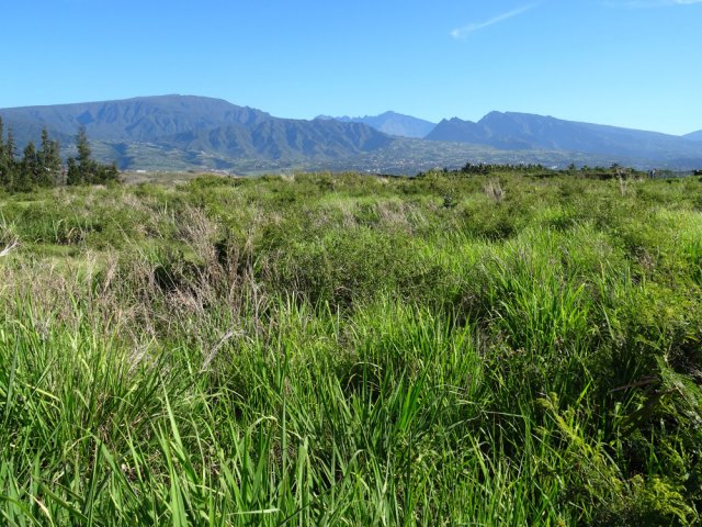 La végétation est essentiellement constituée de savane avec acacias épineux