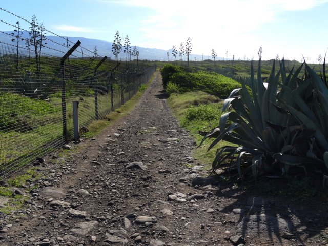 Une idée du chemin caillouteux, du grillage et de la végétation littorale