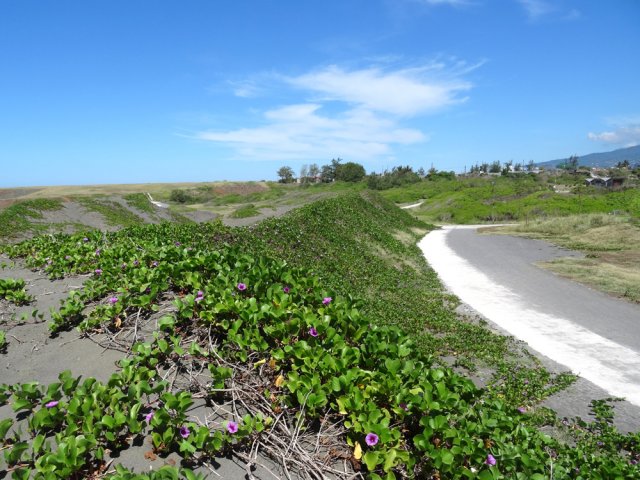 Des dunes recouvertes de patates à Durand
