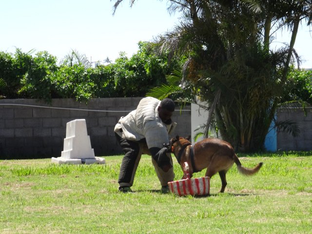 Jamais sa patte gauche ne quitte le panier qu'il doit garder