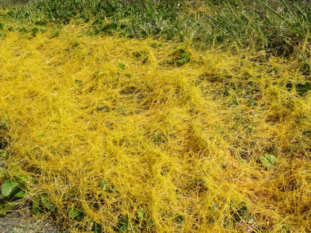 La liane foutafout (cassute filiforme) adore les bords de mer ensoleillés