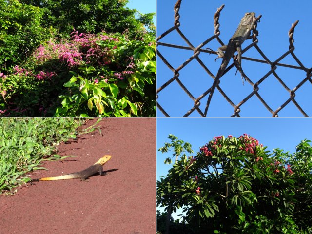 Des fleurs, un agame (caméléon à La Réunion) et un agame des colons