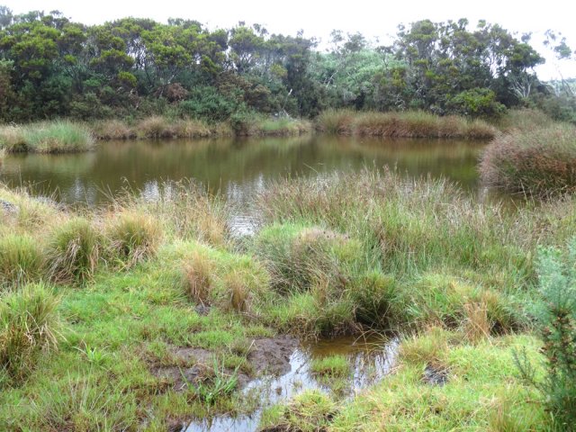 Départ à la Mare à Boue, entourée de joncs et de branles