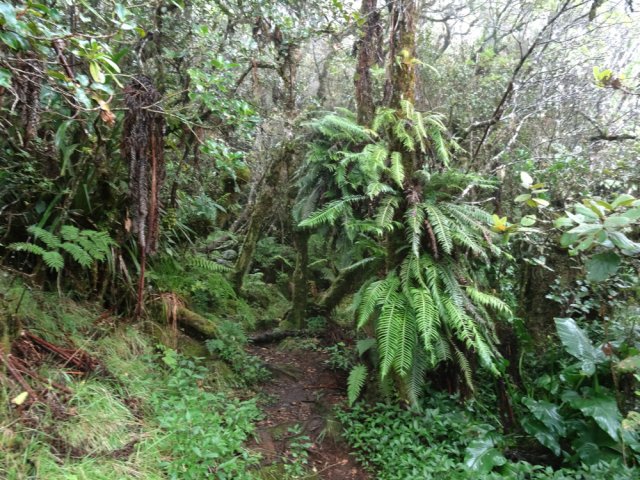 On pénètre tranquillement dans la belle forêt primaire