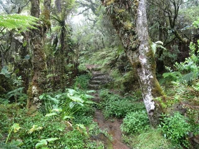 Quelques grands tans rouges bordent le sentier