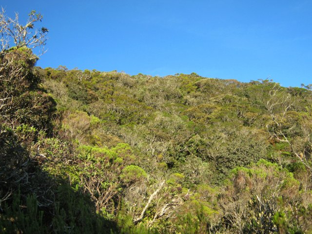 Une idée de la végétation sur les flancs des pitons, sur la gauche